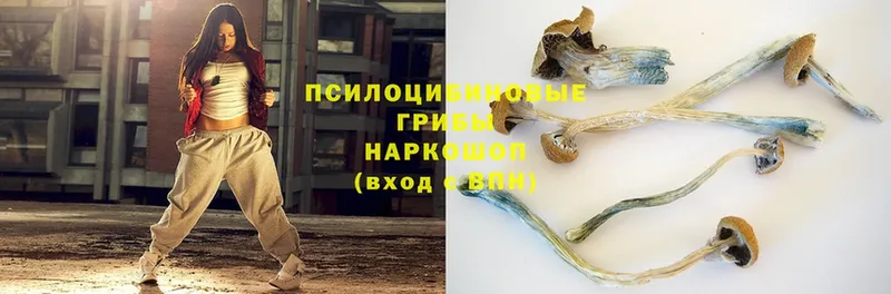 магазин продажи наркотиков  Волчанск  Псилоцибиновые грибы Psilocybe 